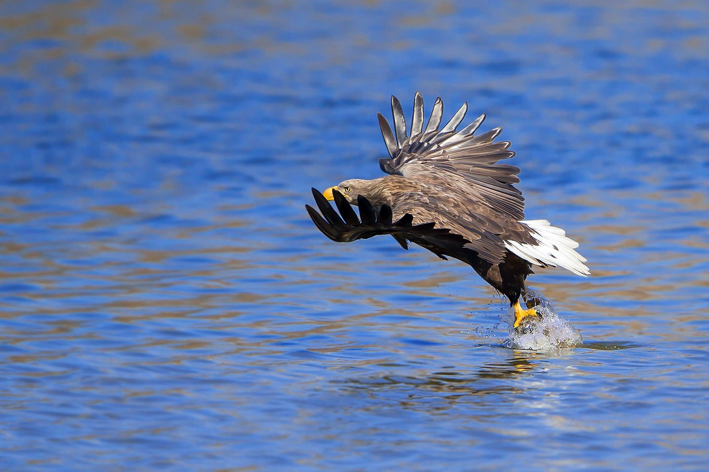흰꼬리수리, 한반도의 대형 맹금류가 사라지고 있다|멸종위기 야생동물 1급
