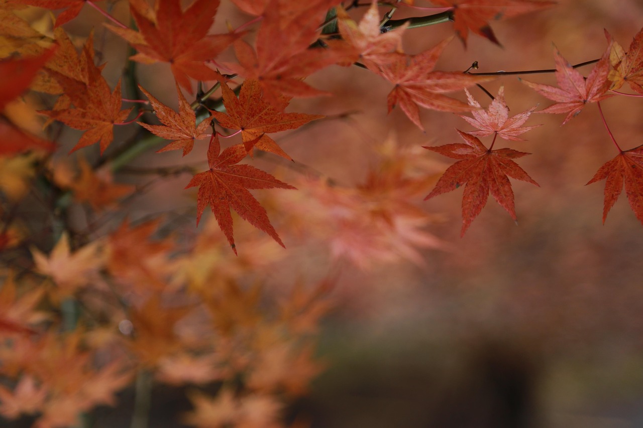 2025년 화담숲 100% 온라인 예약제 신청방법