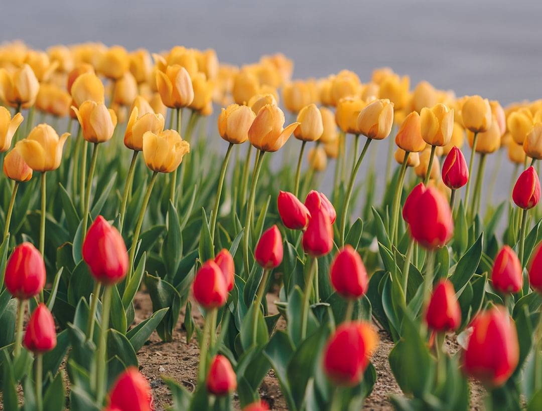 피나클랜드 수선화 튤립 축제