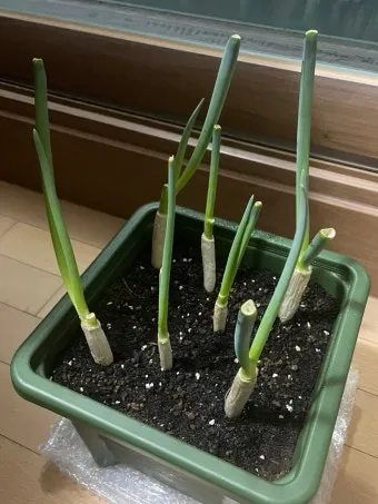 텃밭 대파 키우는 법 토양 북주기 웃거름 병해 예방_30