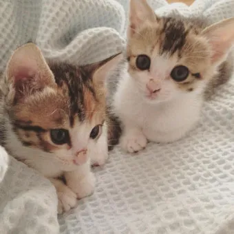 고양이 입양 센터, 입양 준비, 입양 보내기_30