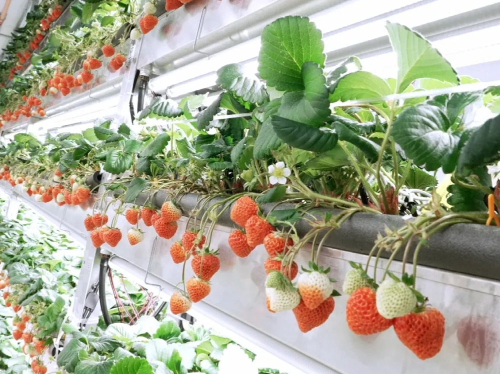 딸기 재배 런너 정리 보온 대책 하우스 관리_3