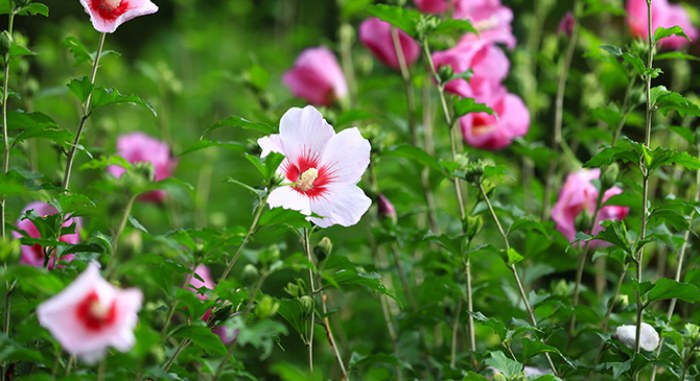 아침고요 수국전시회