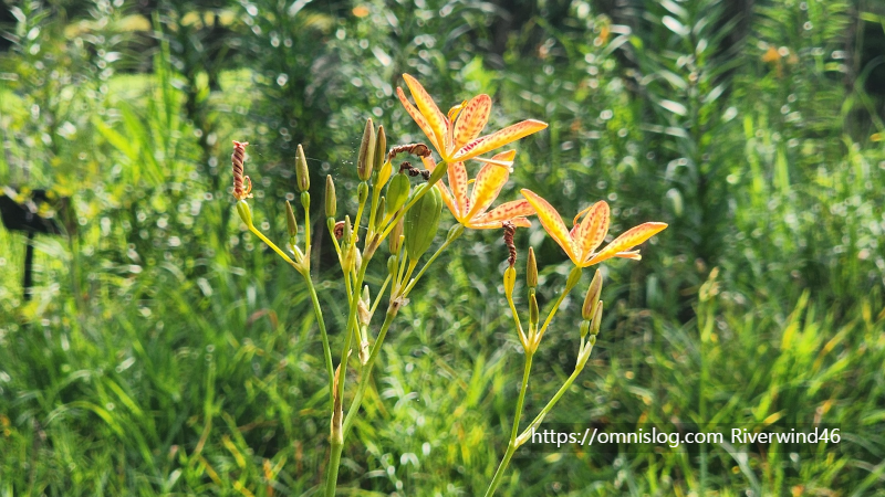 애기범부채(Crocosmia crocosmiflora)꽃,범부채꽃