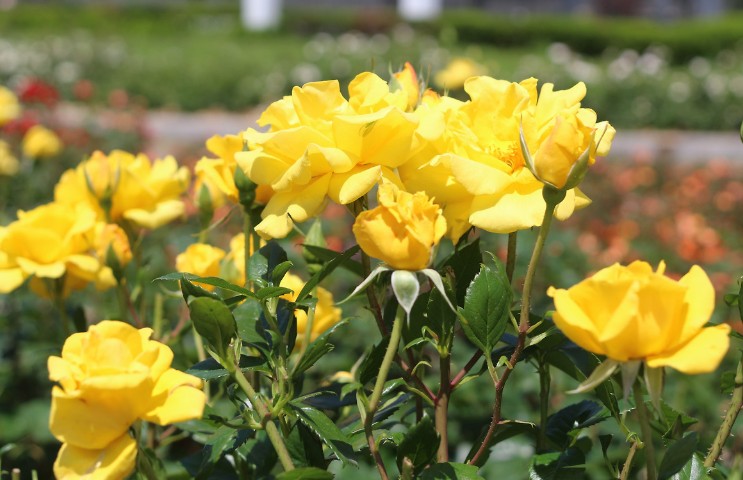 5월 꽃구경 명소 Best 10 시리즈