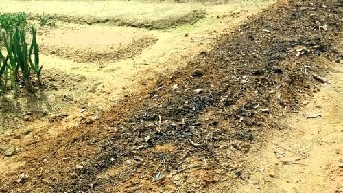 방울토마토-심기-모종-심는시기-거름주기-밑거름