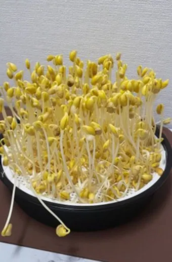 콩나물 재배 콩 불리기 온도 유지 깨끗한 세척_31