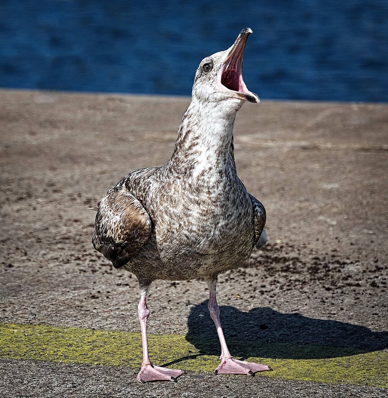 안면홍조 vs 주사피부염&amp;#44; 닮았지만 완전히 다른 빨간 얼굴 고민~!