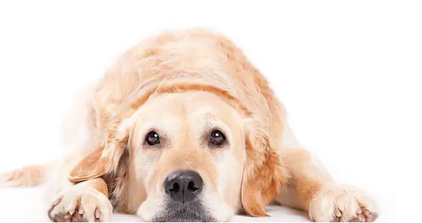 리트리버 강아지