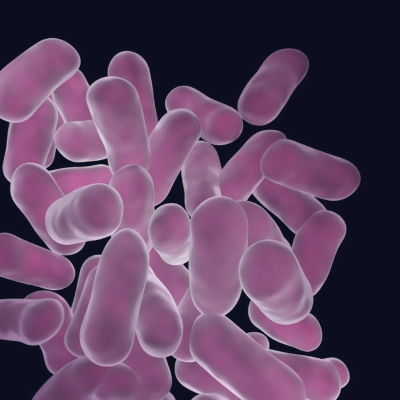 프로바이오틱스 효능