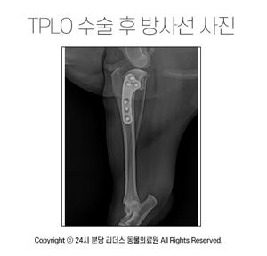 강아지 십자인대 파열: 원인, 증상, 진단, 치료