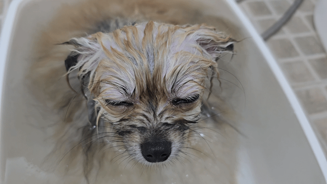 스파를 하는 강아지