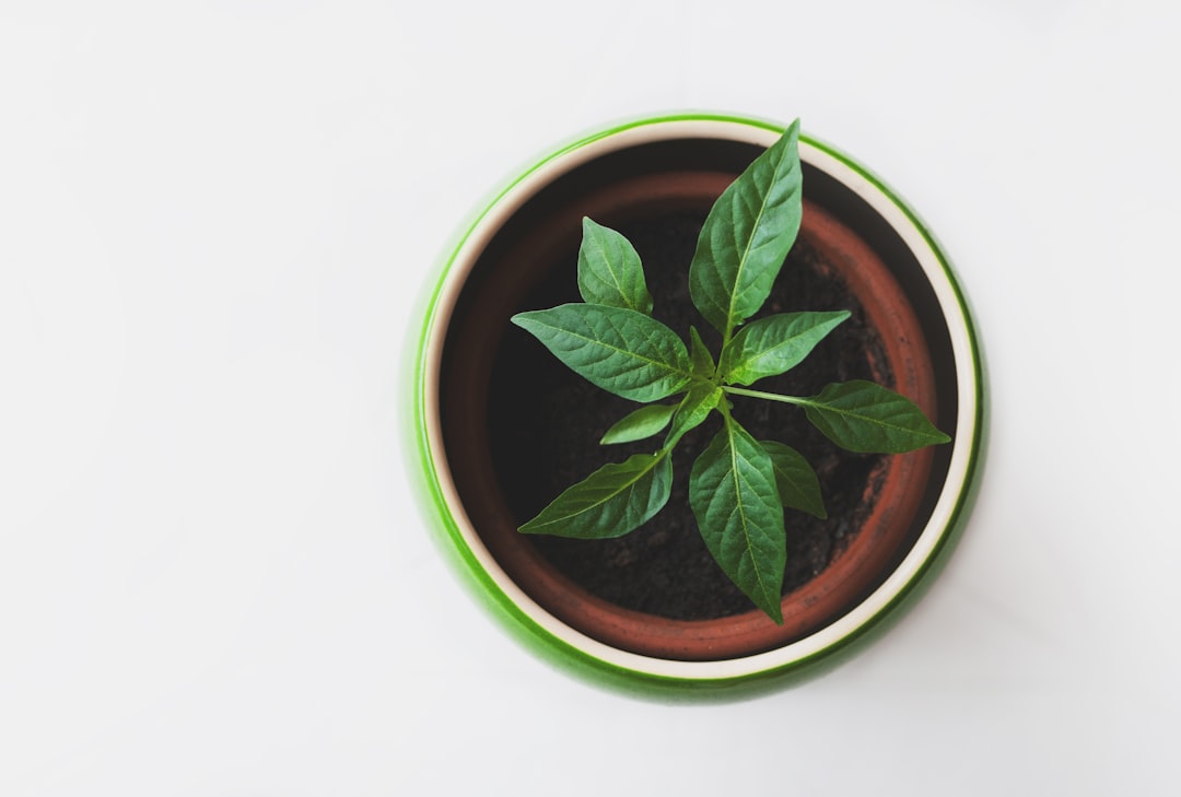 Plant