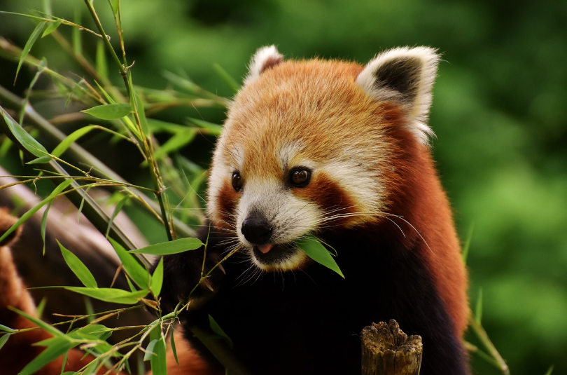 레드팬더의 세계 분포 지도와 해설