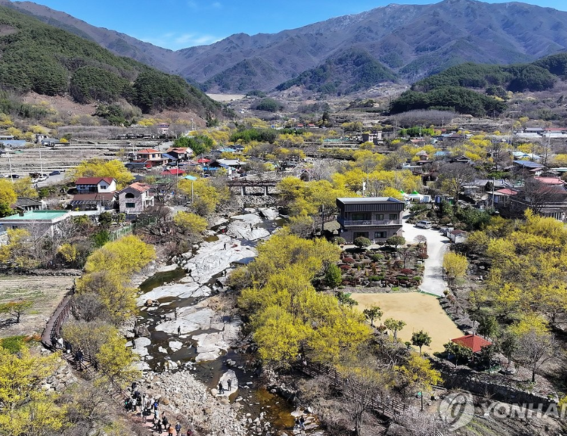 구례 산수유축제