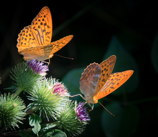 2025 함평 나비대축제