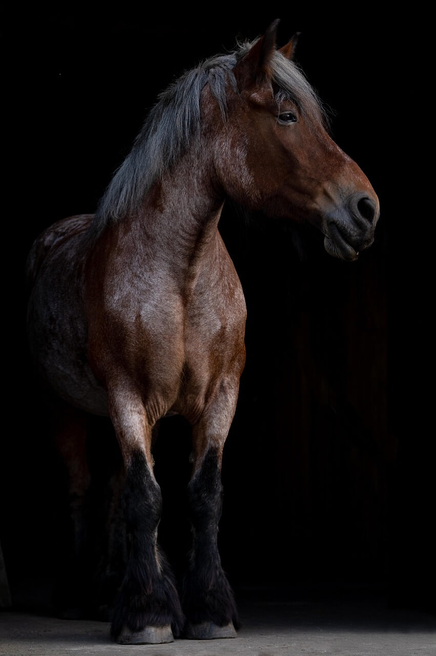 2026년 말띠운세