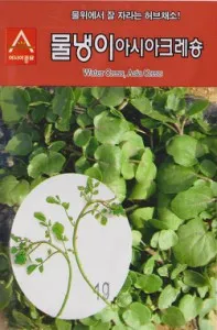 물냉이 재배 수경 재배 물 갈이 그늘 자리 잡기_6