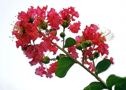 가을에 피는 꽃 배롱나무