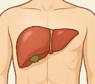 알부민 많은 음식