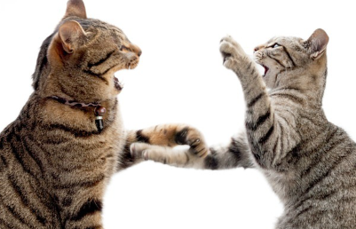 싸우고 있는 고양이.