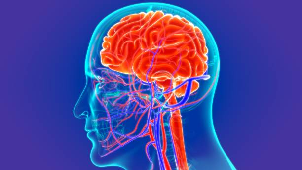 뇌혈관 희귀질환 모야모야병 증상과 치료 총정리ㅣ예) 부천 트럭 운전사