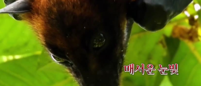 황금볏과일박쥐 눈 모습