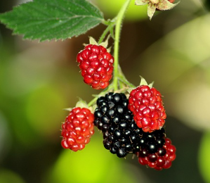 갑상선에 좋은 음식 10