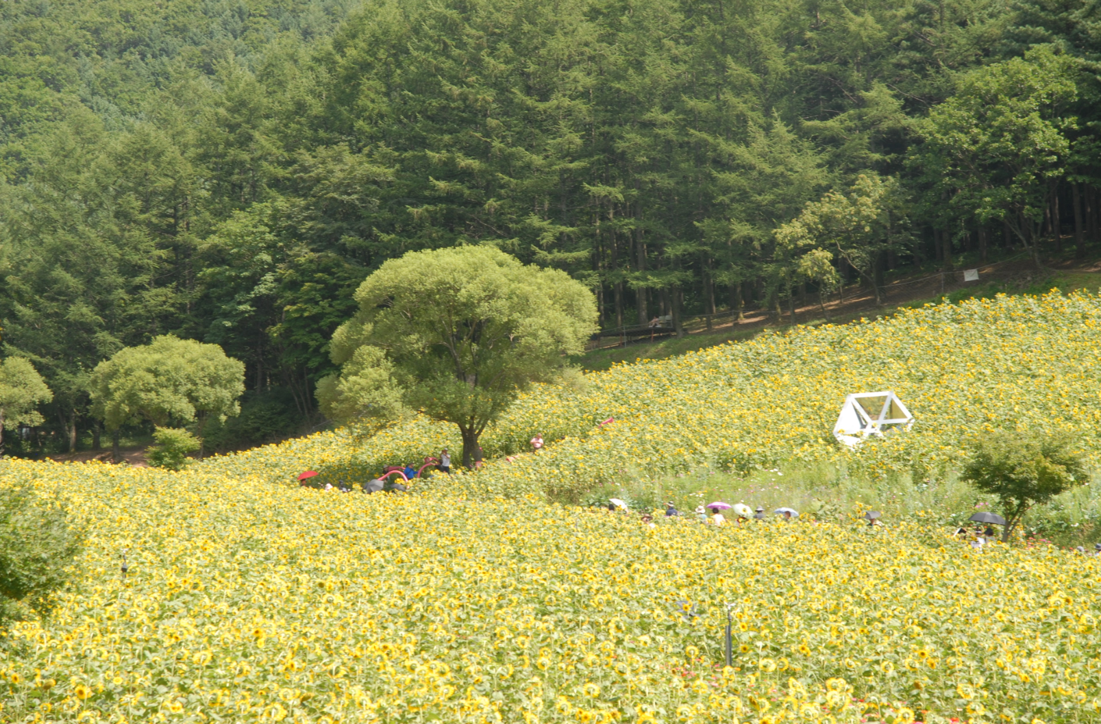 태백해바라기축제