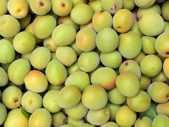 매실 체내 해독 효과