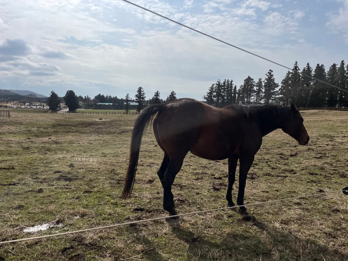 겨울-제주여행-무료로-말-구경할-수-있는-성이시돌목장-소요시간-아이스크림-후기