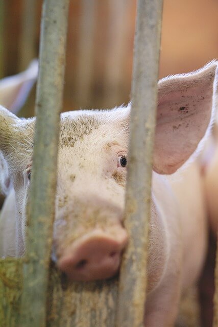 2024년 신년운세 돼지띠 2월 돼지꿈을 꾸었어~