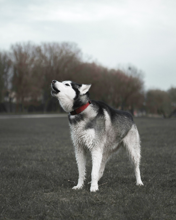 하울링하는 허스키