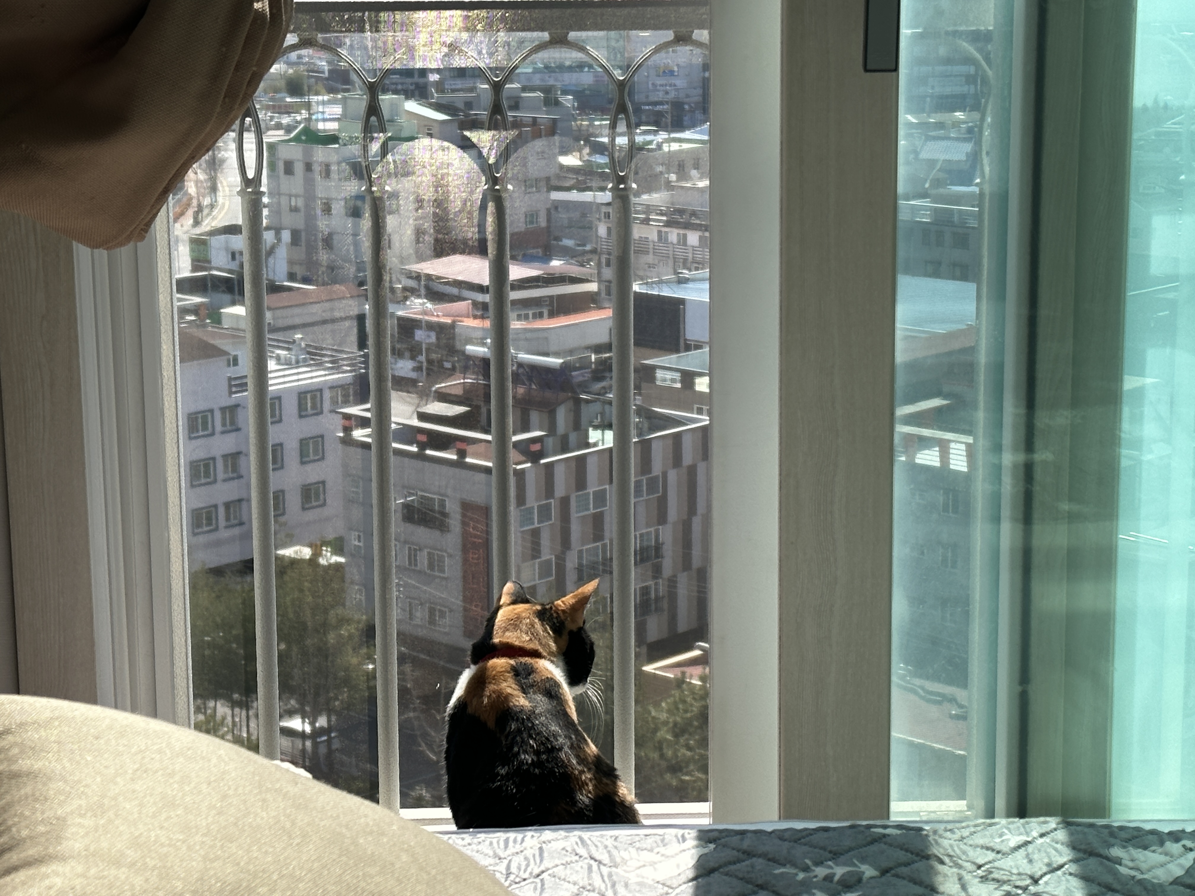 냥냥이에 햇살이 더해지면 사랑스러움 (feat. 방묘창이 꼭 필요한 이유)