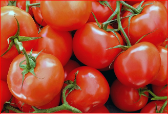 2024 율봄식물원 토마토 시즌 체험 축제 수확체험 예약하기