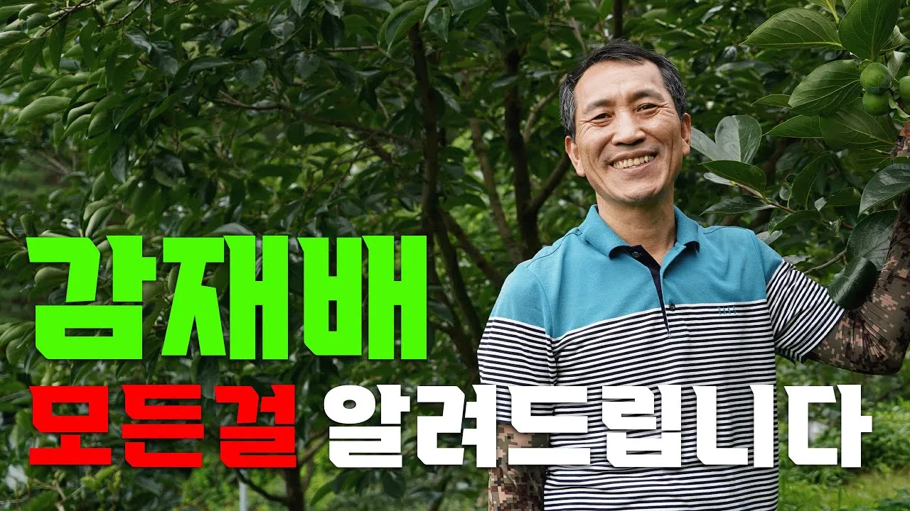 감 재배 탄저병 방제 가지 치기 저장 요령_8