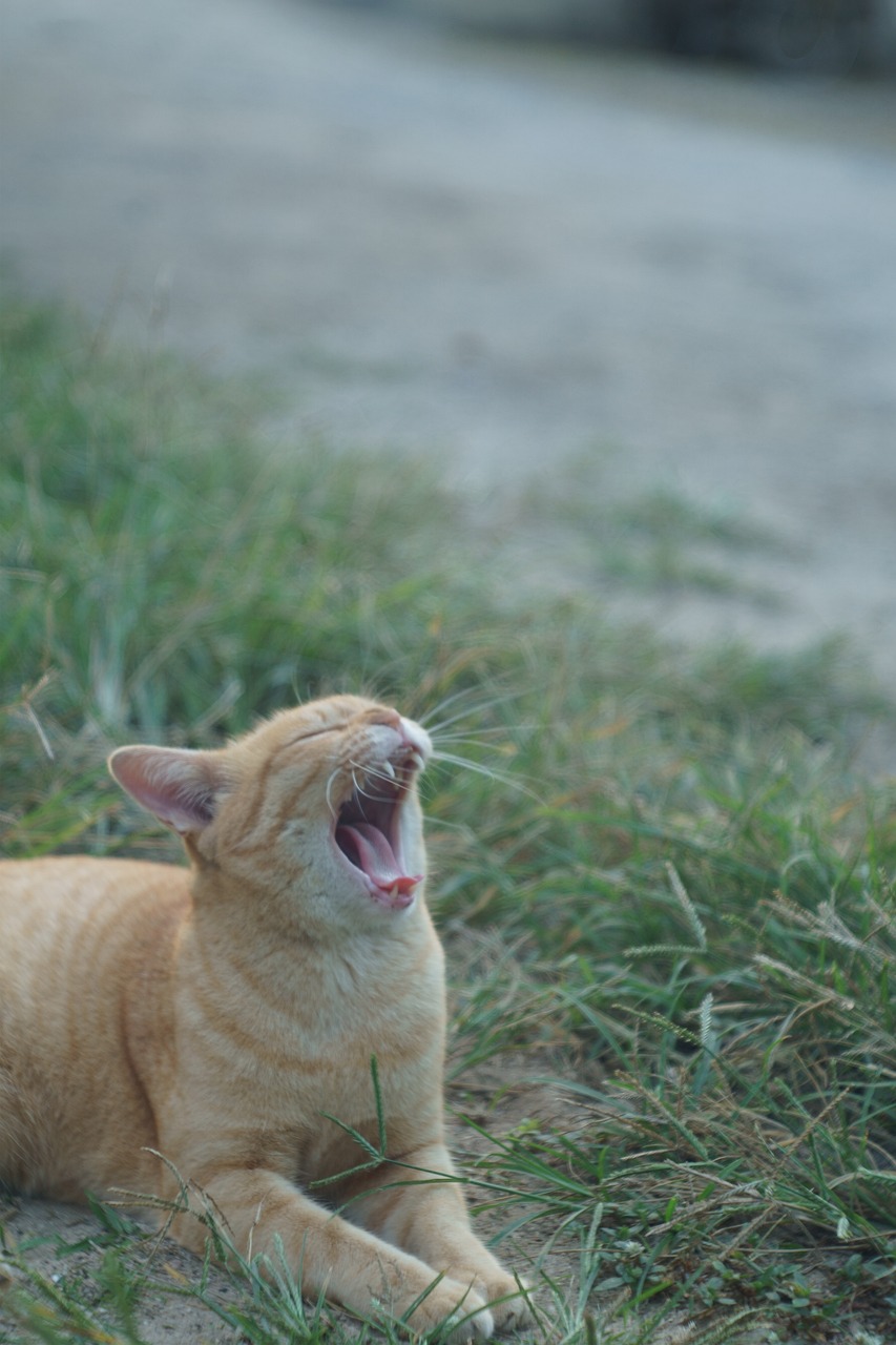 하품이 자주 나오는 이유