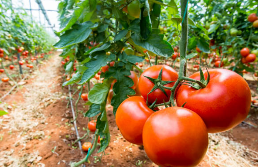 토마토 효능, 보관방법, 부작용 총정리 (2024ver)