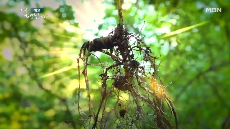 나는 자연인이다 자연인 최재혁씨가 재배한 산삼