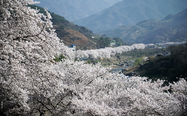 2024 벚꽃 개화시기 