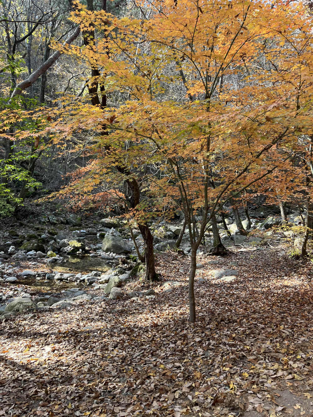 단풍명소 용문사