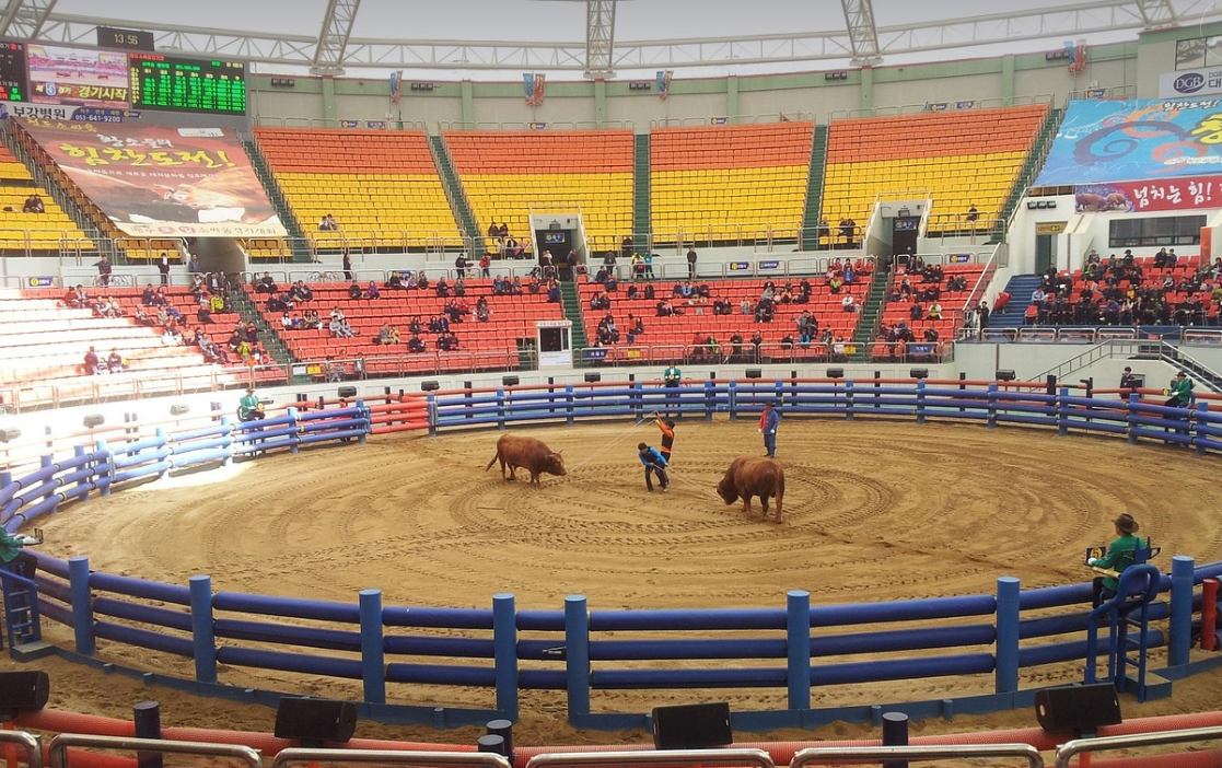 박진감 넘치는 소싸움 경기