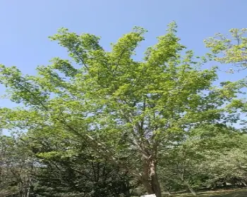 고로쇠 물_6