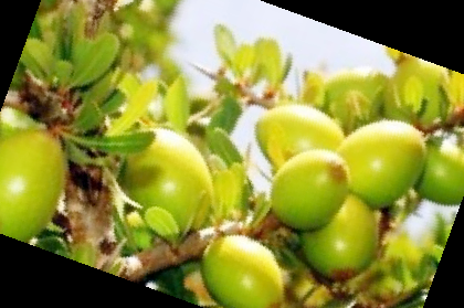 아르간 오일 먹는법