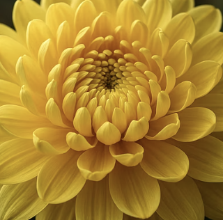 국화 꽃말과 색상별 의미