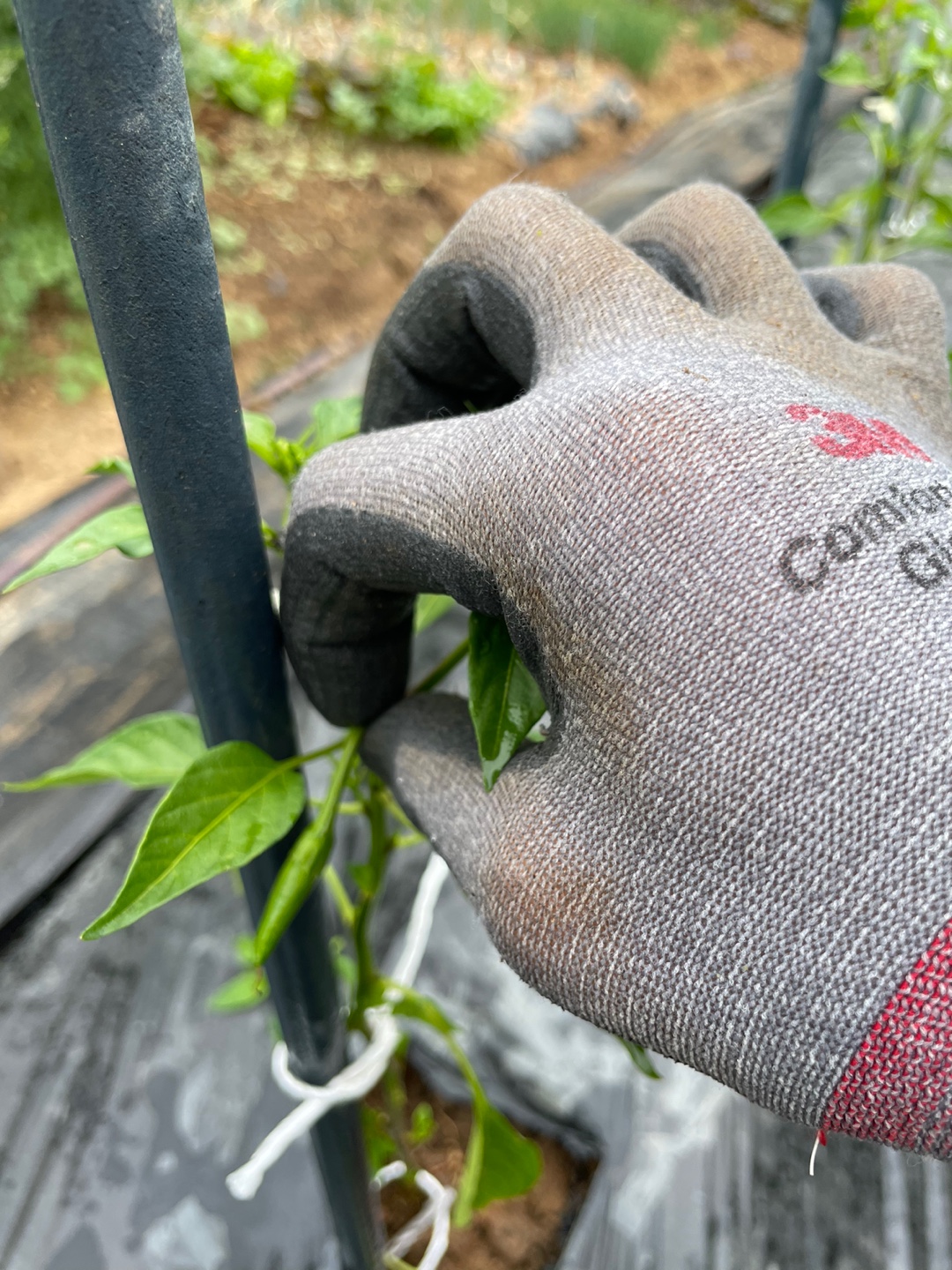 고추 방아다리 제거