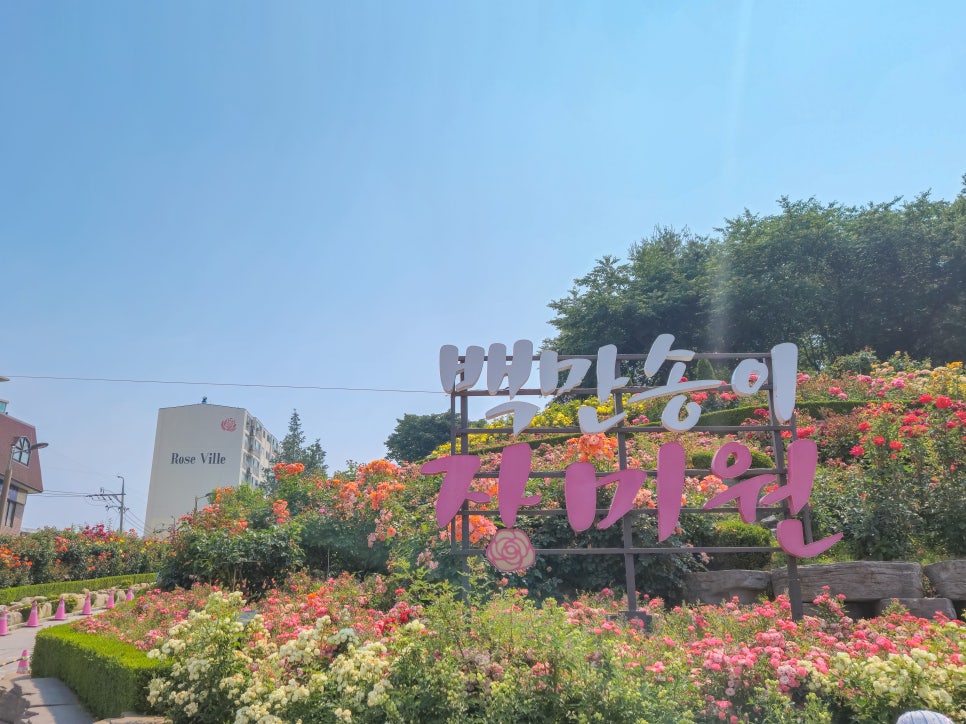 백만송이 장미축제