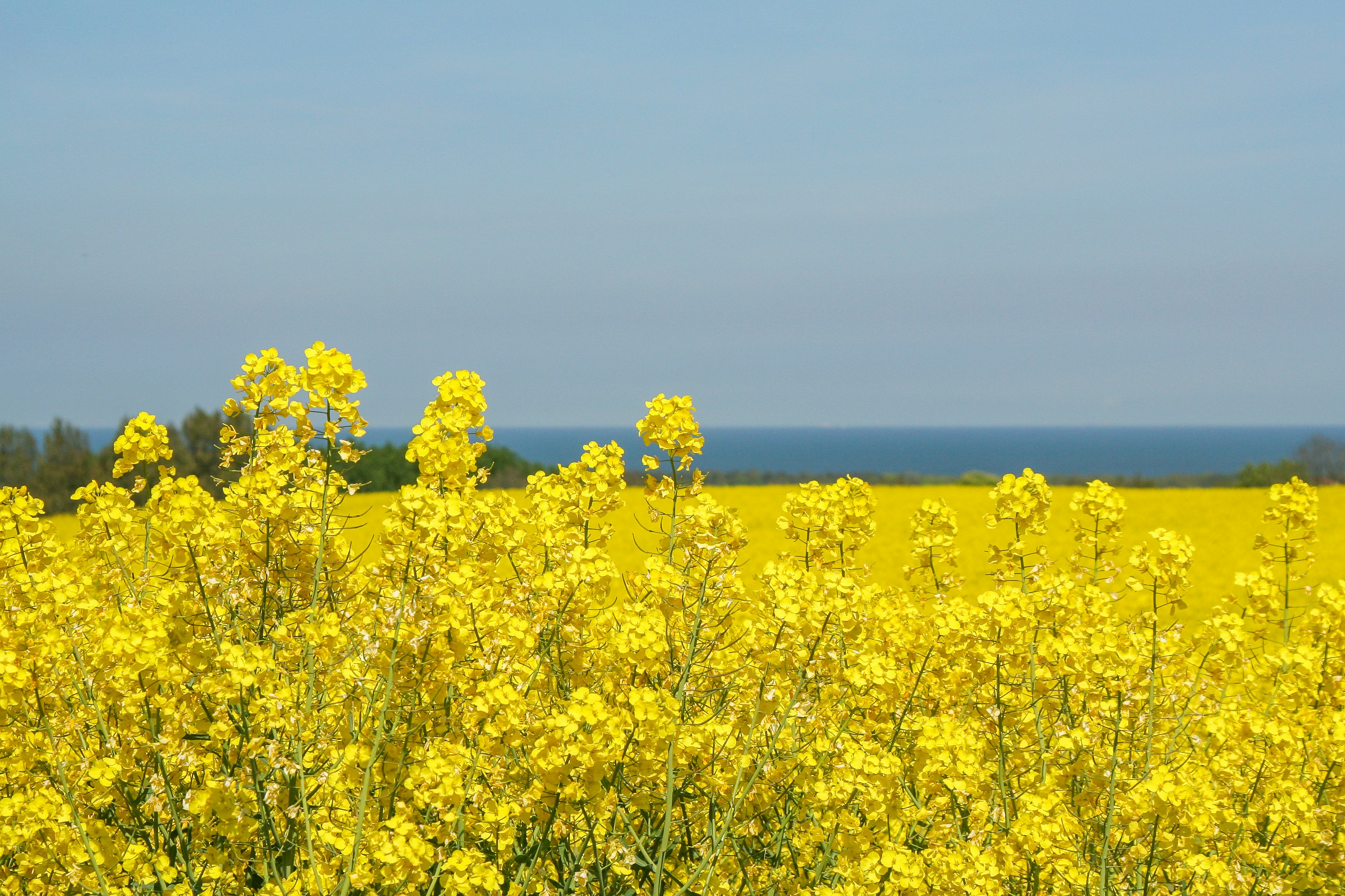 바다와 유채꽃이 함께 보이는 섬 풍경 관련 사진