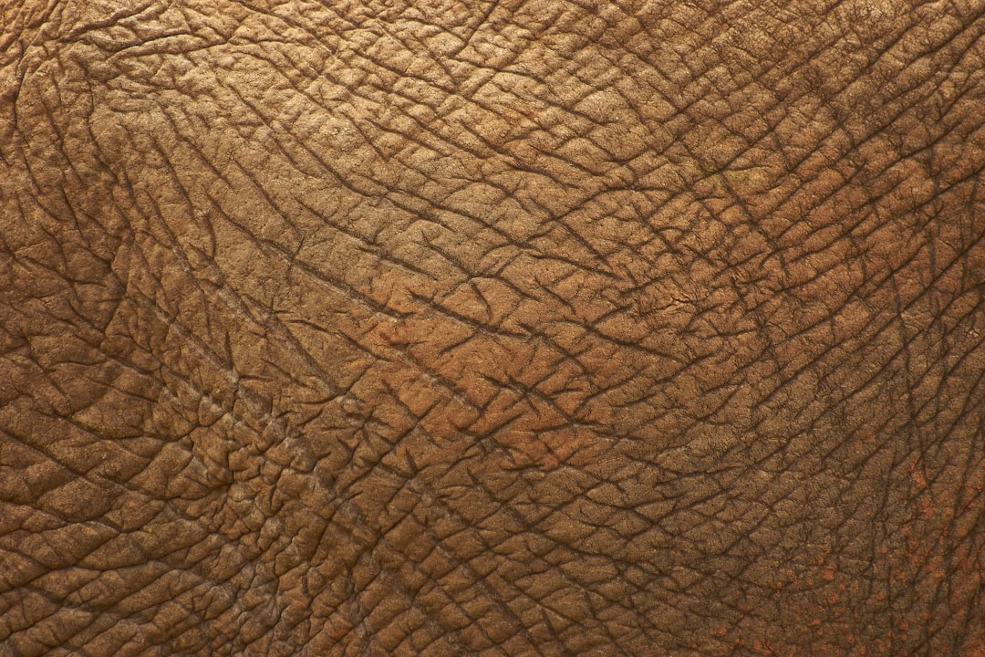 Scar