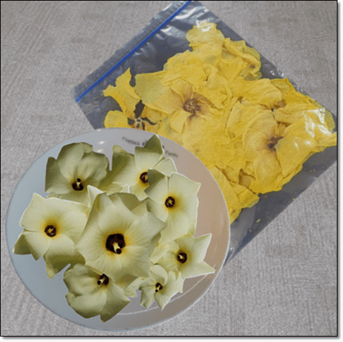 금화규 꽃과 말린 꽃차